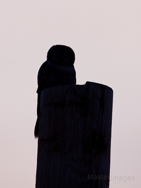 IMG_0123c.jpg - Northern Hawk-Owl (Surnia ulula)